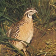 Caccia alla Quaglia con il Pointer